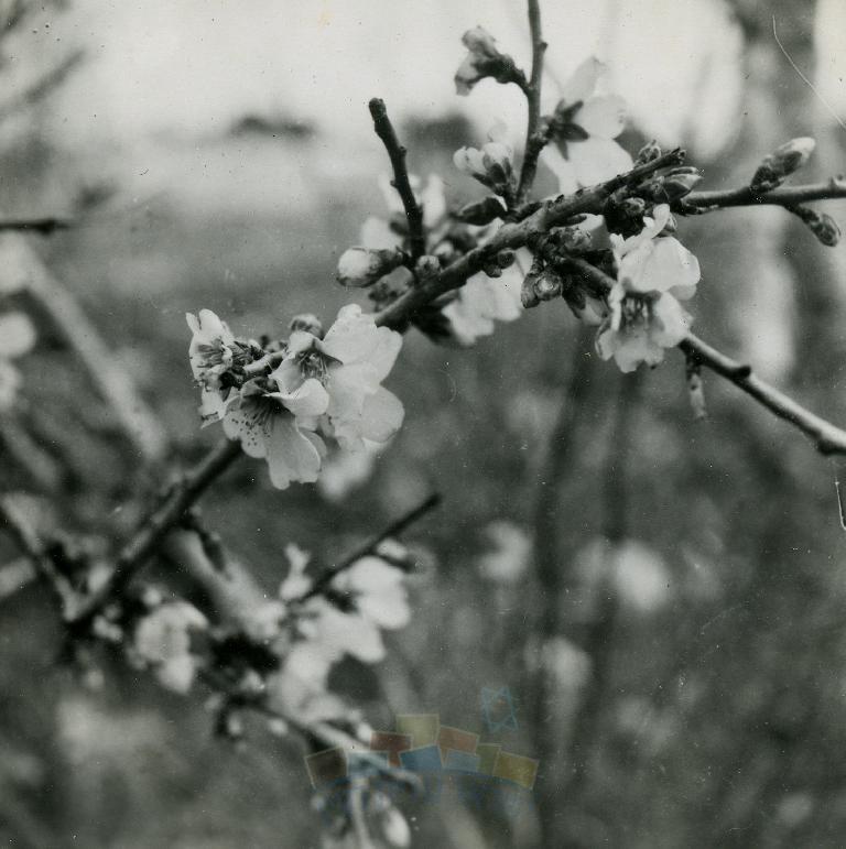 ענף עץ שקד פורח - ספקטור ישראל