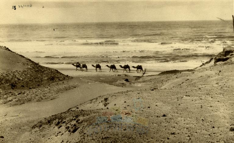 שיירת (אורחת) גמלים על שפת הים, תל אביב - ספקטור ישראל