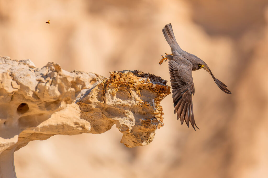 בז שחור, עין ירקעם - ברטוב אייל