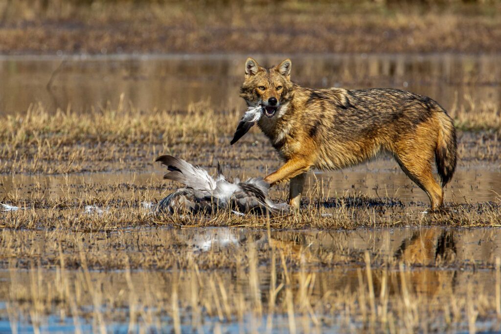 תן זהוב בעמק החולה - ברטוב אייל