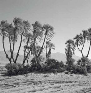 דקל הדום באילת