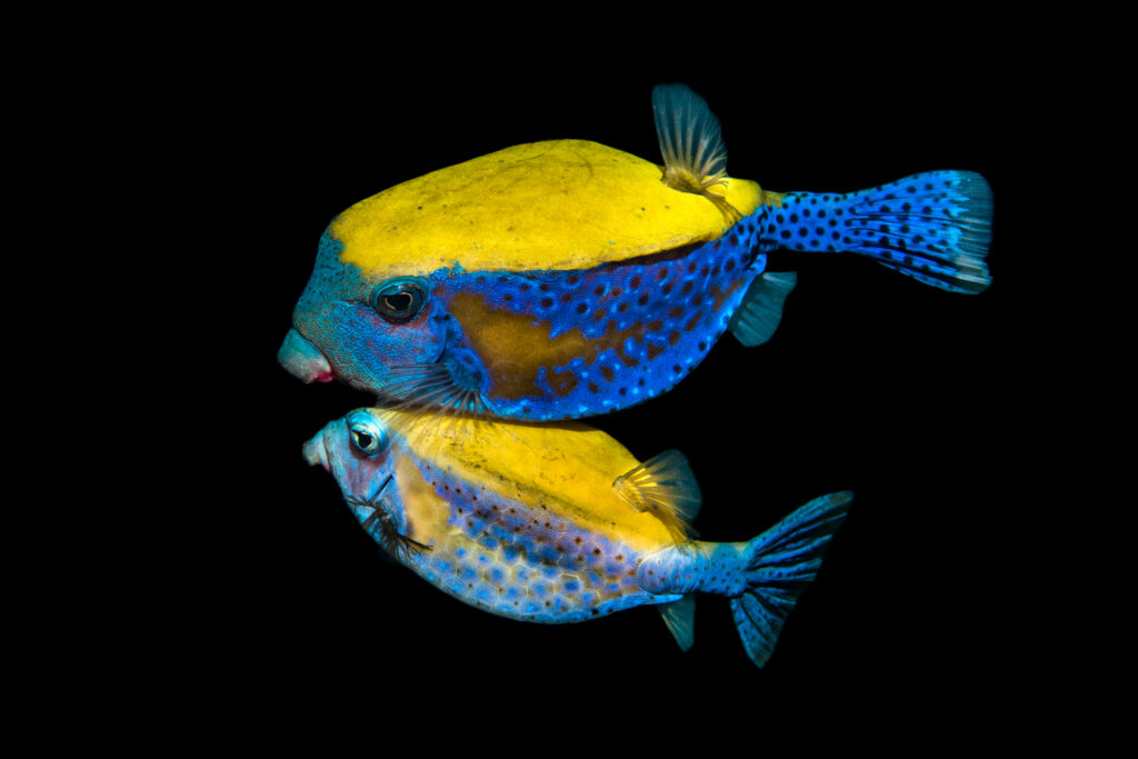 חיזור דגי קופסינון באילת - שלזינגר תום