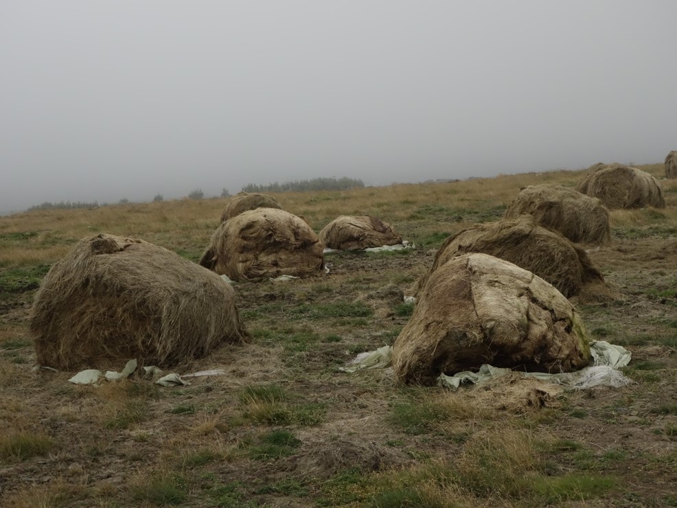 ללא כותרת - כהן-גרבוז טלי