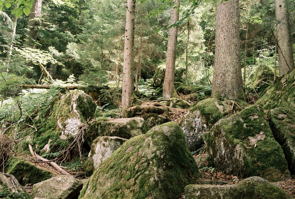 על יד - כהן-גרבוז טלי