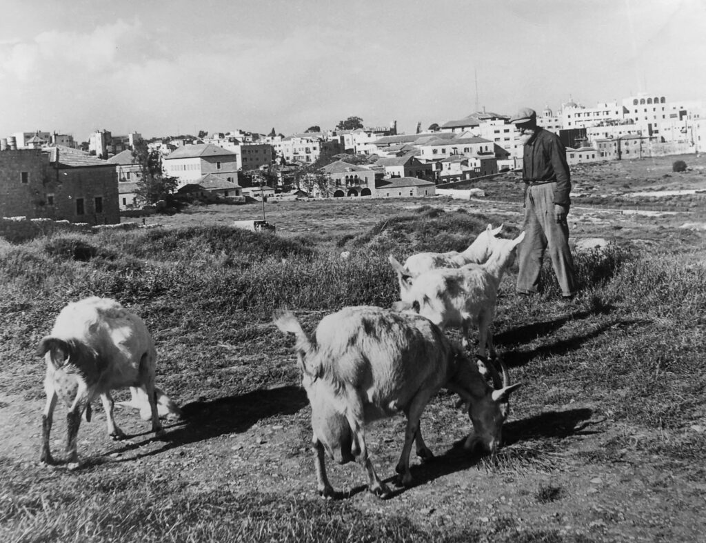 ללא כותרת - בראון יעל